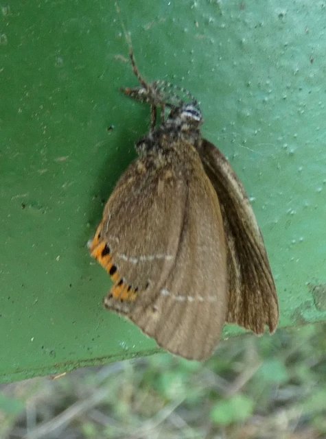 Satyrium pruni - szilvafa-csücsköslepke