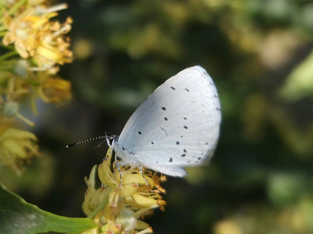 Celastrina argiolus - bengeboglárka