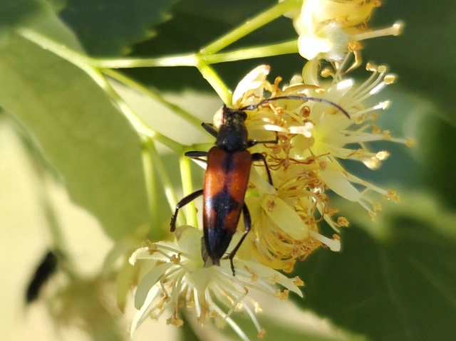 Stenurella bifasciata - kétöves karcsúcincér