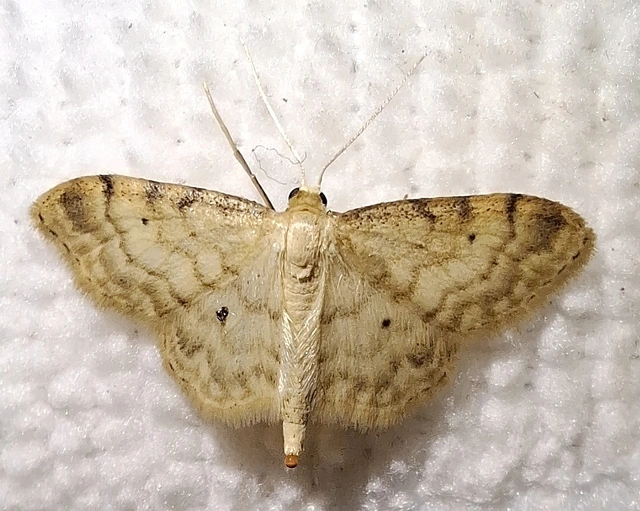 Idaea fuscovenosa - szürkeszélű apróaraszoló