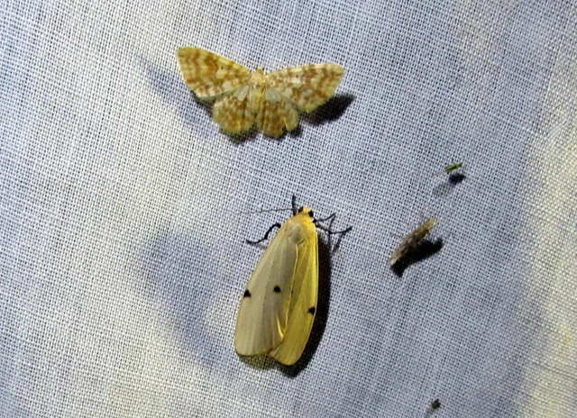 Lithosia quadra - négypettyes zuzmószövő