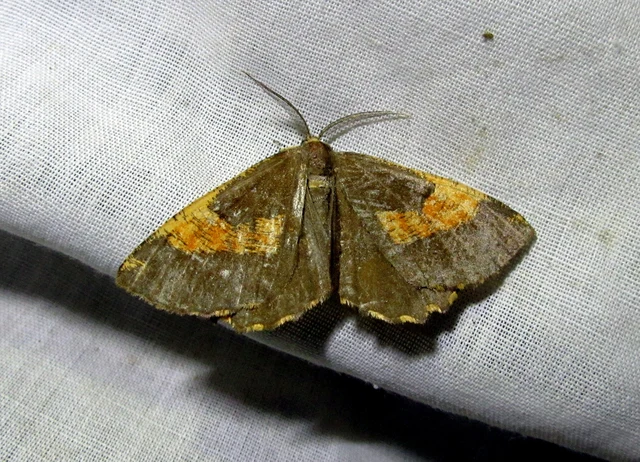 Angerona prunaria - sárga kökényaraszoló