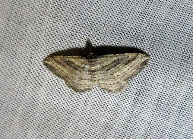 Costaconvexa polygrammata - soksávú araszoló