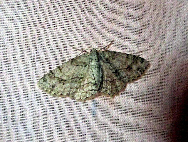 Ectropis crepuscularia - avararaszoló