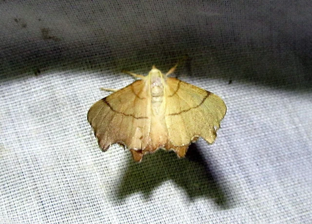Ennomos erosaria - hársfa-levélaraszoló