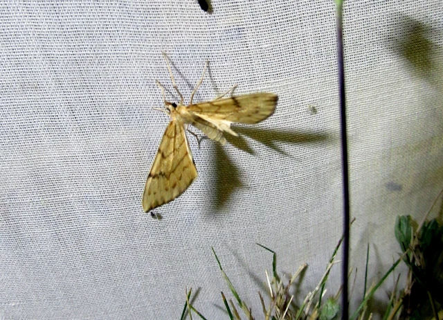 Eulithis pyraliata - sárga galajaraszoló