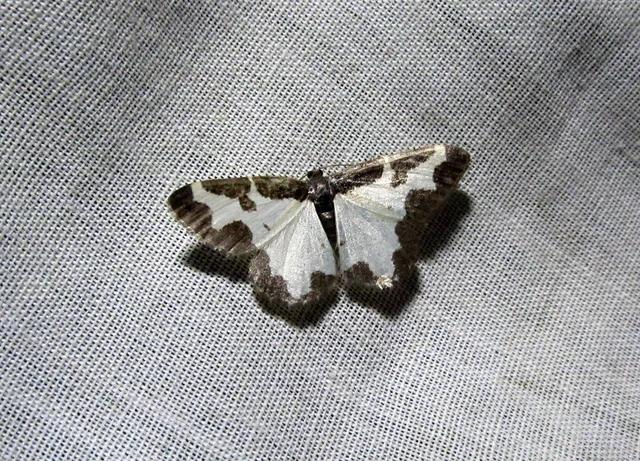 Lomaspilis marginata - szegélyes nyárfaaraszoló