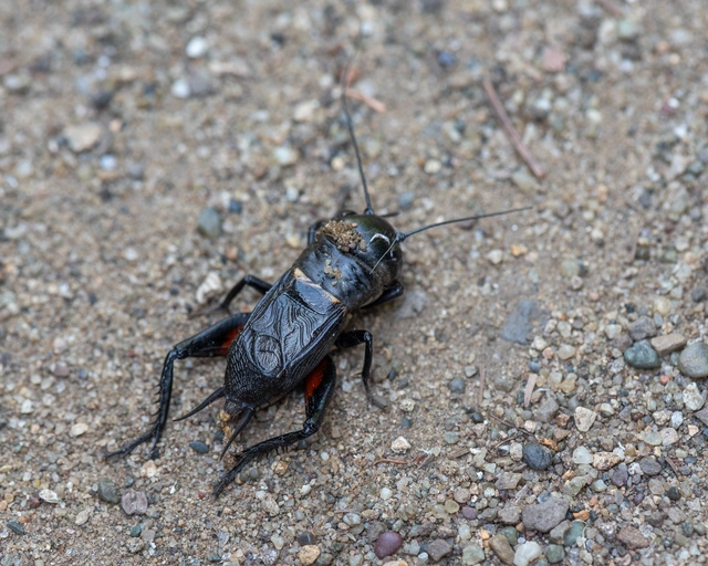 Gryllus campestris - mezei tücsök Gryllus campestris - mezei tücsök
