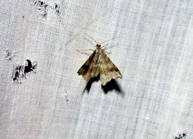 Macaria alternata - közönséges szürkearaszoló