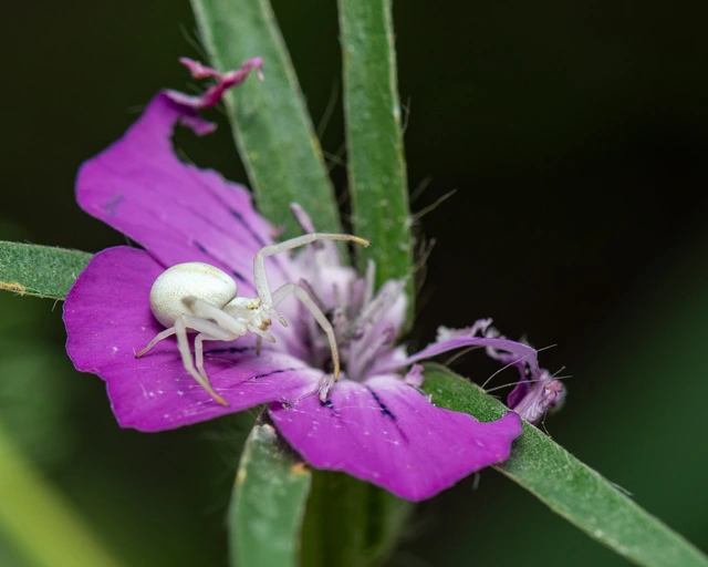 Misumena vatia - viráglakó karolópók