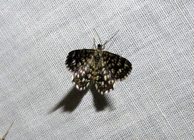 Chiasmia clathrata - rácsos rétiaraszoló