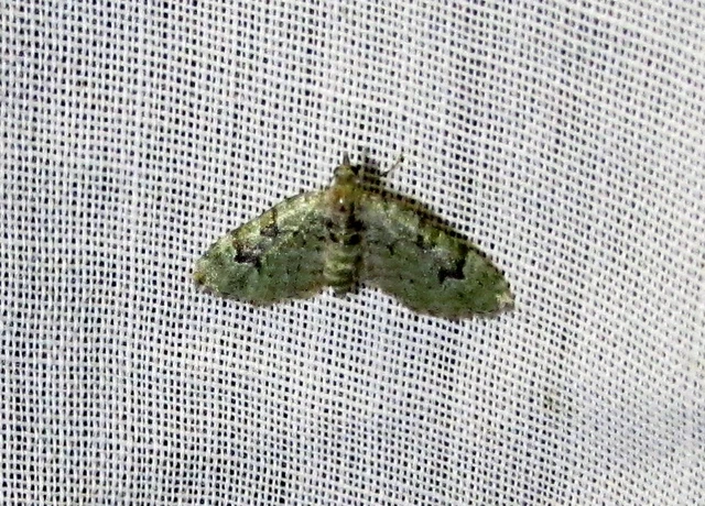 Chloroclystis v-ata - zöldes törpearaszoló