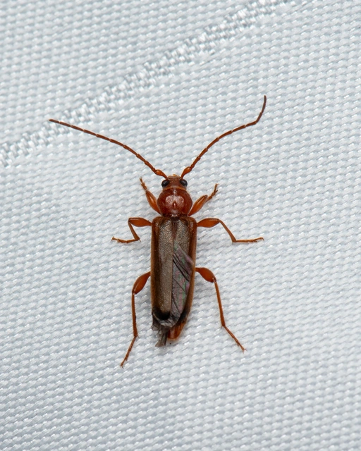 Phymatodes testaceus - változékony korongcincér