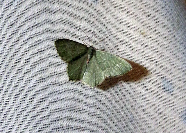 Hemithea aestivaria - nyír-zöldaraszoló