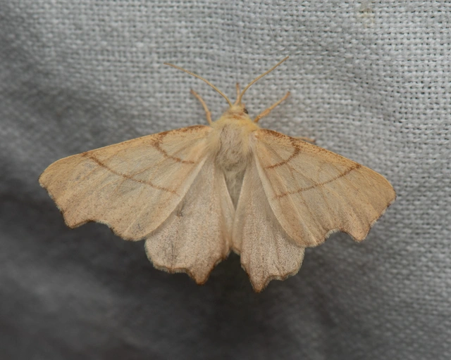 Ennomos erosaria - hársfa-levélaraszoló