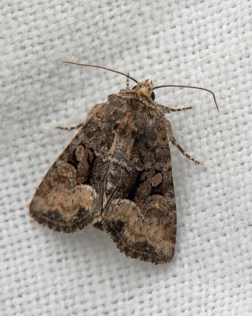 Oligia strigilis/latruncula/versicolor