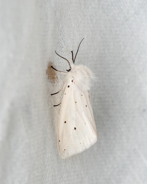 Spilosoma lubricipedum - tejszínű medvelepke