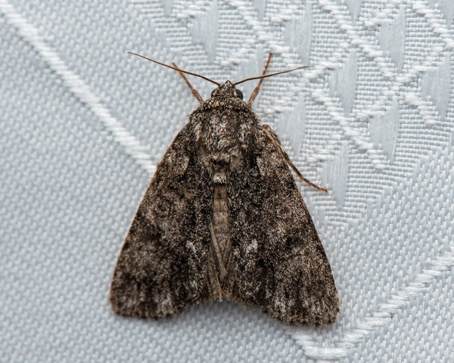 Acronicta rumicis - sóska-szigonyosbagoly