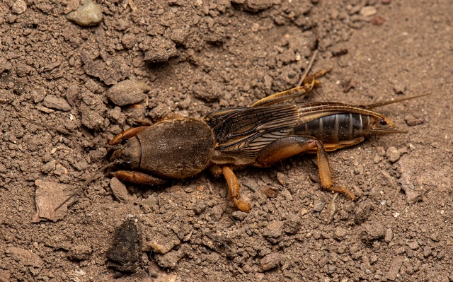 Gryllotalpa