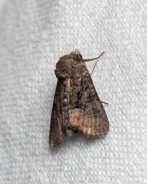 Oligia strigilis/latruncula/versicolor