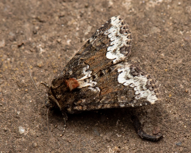Oligia strigilis - kormos dudvabagoly