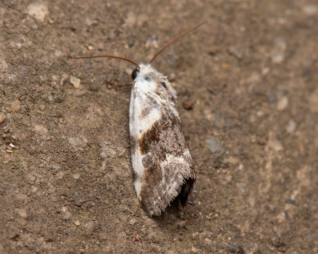 Ponometia candefacta - parlagfűbagoly