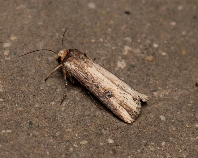 Axylia putris - vonalkás földibagoly