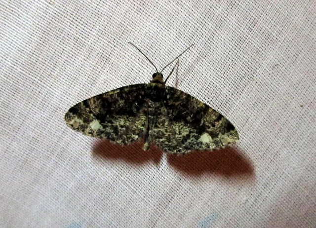 Parectropis similaria - barna zuzmóaraszoló