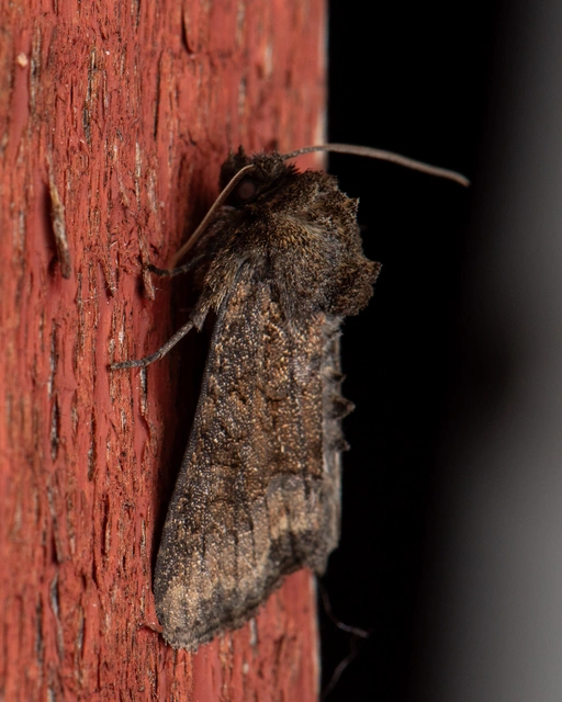 Oligia strigilis/latruncula/versicolor
