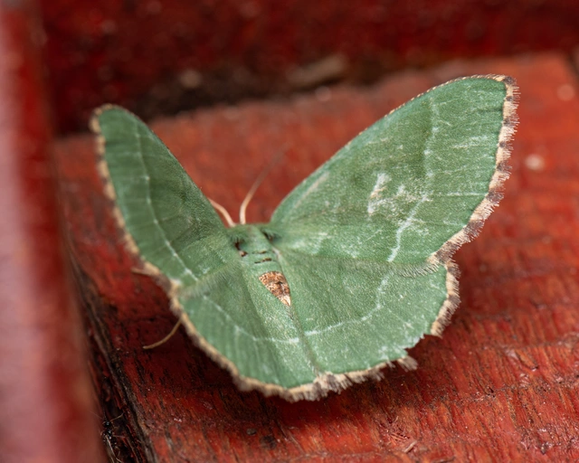 Hemithea aestivaria - nyír-zöldaraszoló