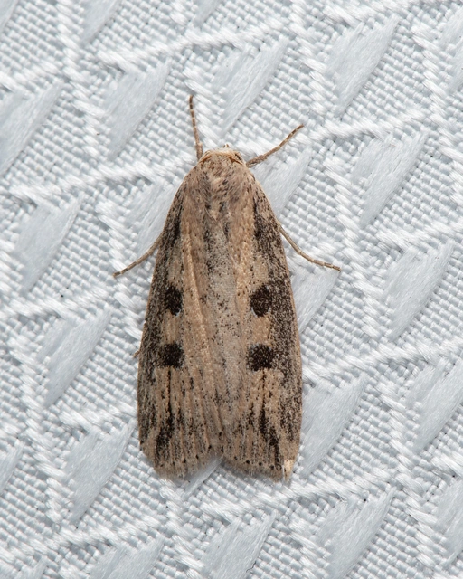 Chilodes maritima - négyfoltos nádibagoly