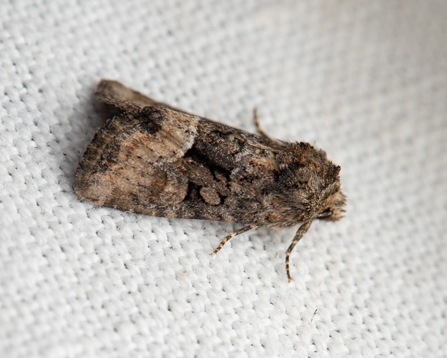 Oligia strigilis/latruncula/versicolor