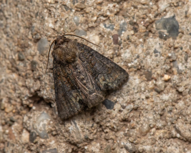 Oligia strigilis/latruncula/versicolor