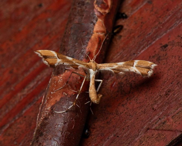 Cnaemidophorus rhododactyla - rózsabogyó-tollasmoly