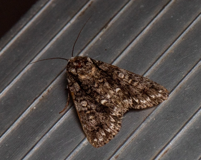 Acronicta rumicis - sóska-szigonyosbagoly