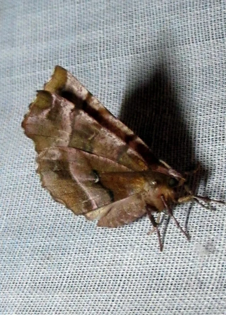 Selenia tetralunaria - négyfoltos holdasaraszoló