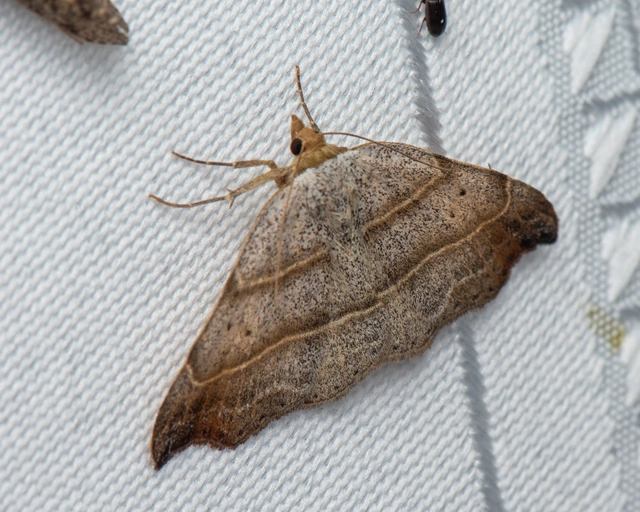 Laspeyria flexula - zuzmóbagoly