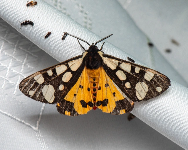 Arctia villica - fekete medvelepke