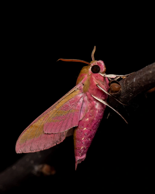 Deilephila elpenor - szőlőszender
