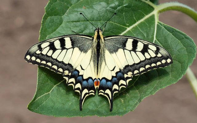 Papilio machaon - fecskefarkú lepke