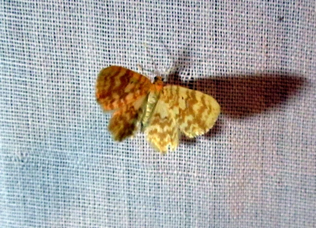 Hydrelia flammeolaria - narancssárga araszoló