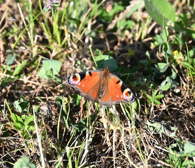 Nymphalis io - nappali pávaszem