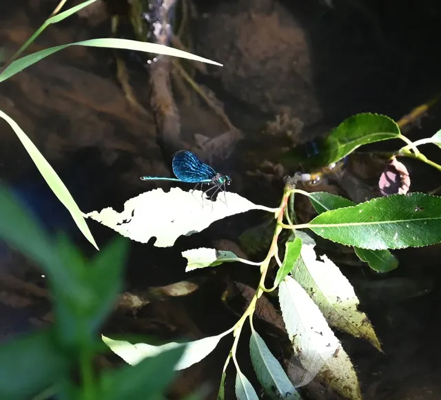 Calopteryx virgo - kisasszony-szitakötő
