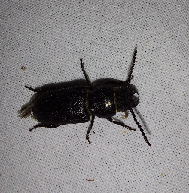 Spondylis buprestoides - erdei félcincér