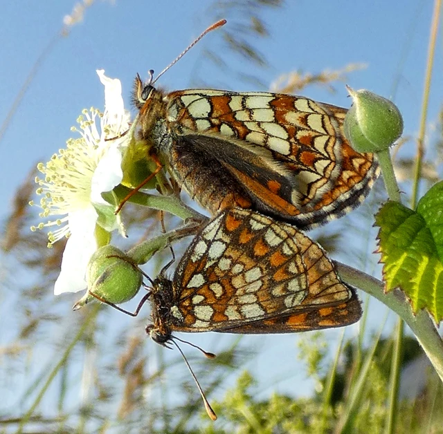 Melitaea britomartis - barnás tarkalepke