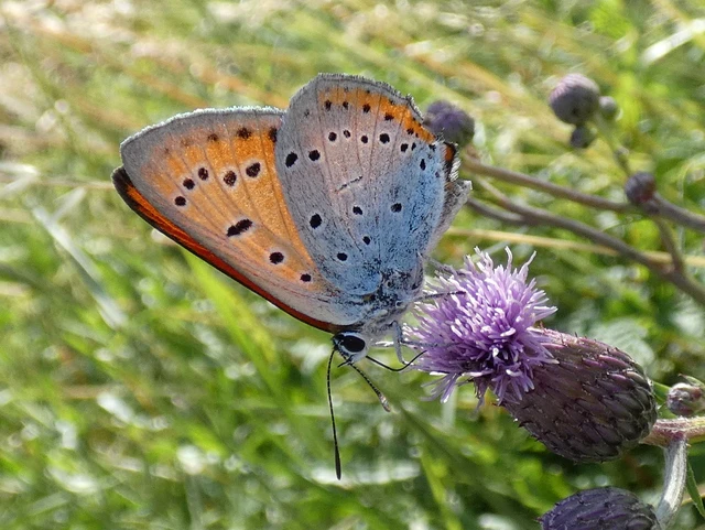 Lycaena dispar rutilus - nagy tűzlepke