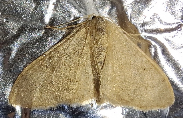 Idaea straminata - szalmasárga sávosaraszoló