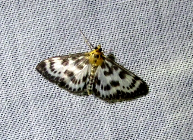 Anania hortulata - tarka csalánmoly