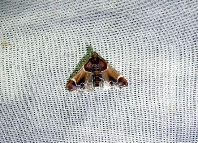 Pyralis farinalis - lisztilonca