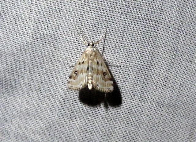 Parapoynx stratiotata - közönséges vízimoly
